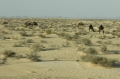 tunisia, atlas, roman, camels-20